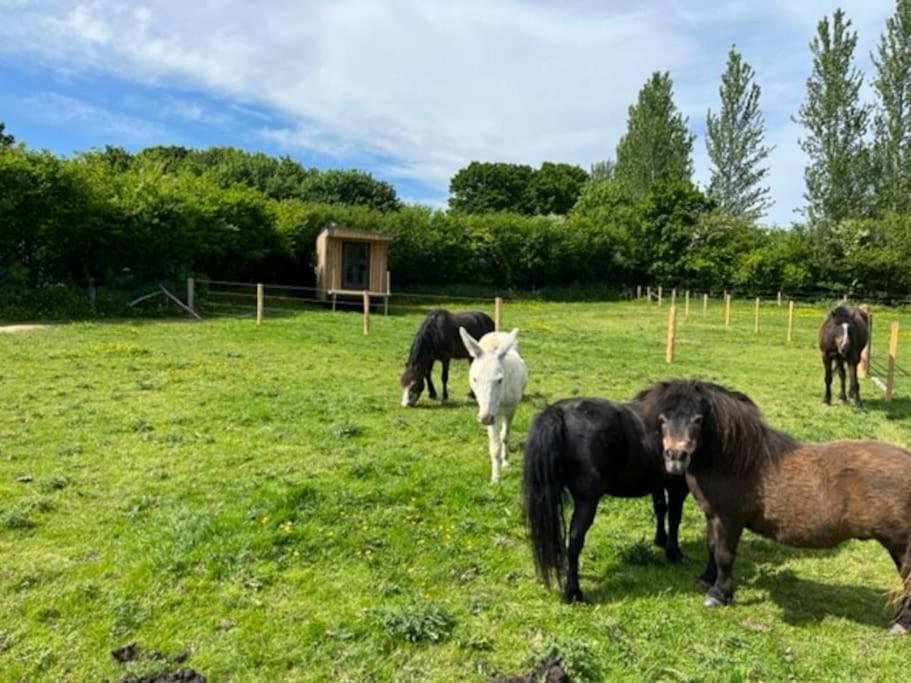 Neddys Rest Luxury Horsebox Stay Battle Eksteriør bilde