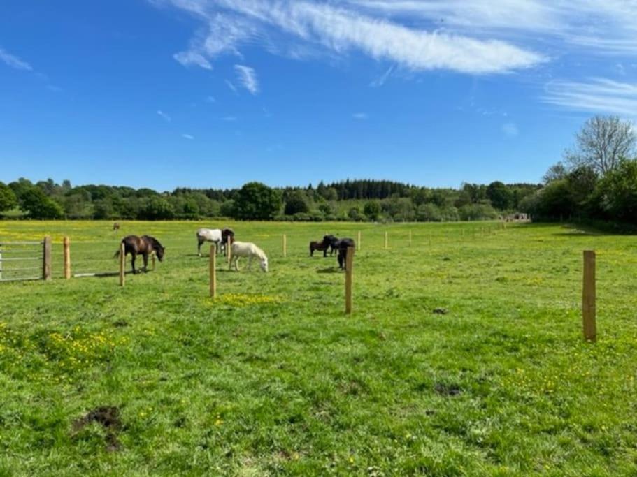 Neddys Rest Luxury Horsebox Stay Battle Eksteriør bilde