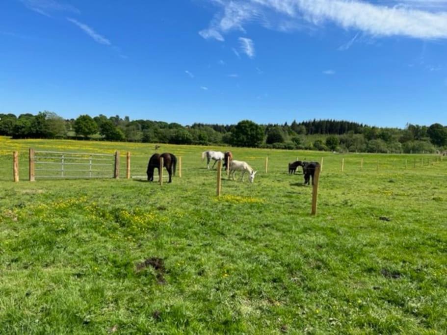 Neddys Rest Luxury Horsebox Stay Battle Eksteriør bilde