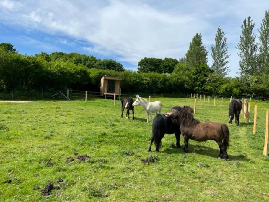 Neddys Rest Luxury Horsebox Stay Battle Eksteriør bilde